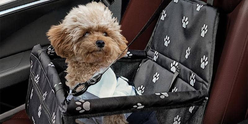 Flagest, il miglior seggiolino auto per cane